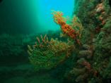 Sea Fan - Maggs Ashton - Marine Abstract - 3rd Place